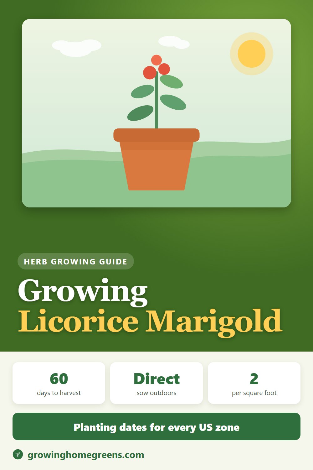 Licorice Marigold: growing guide