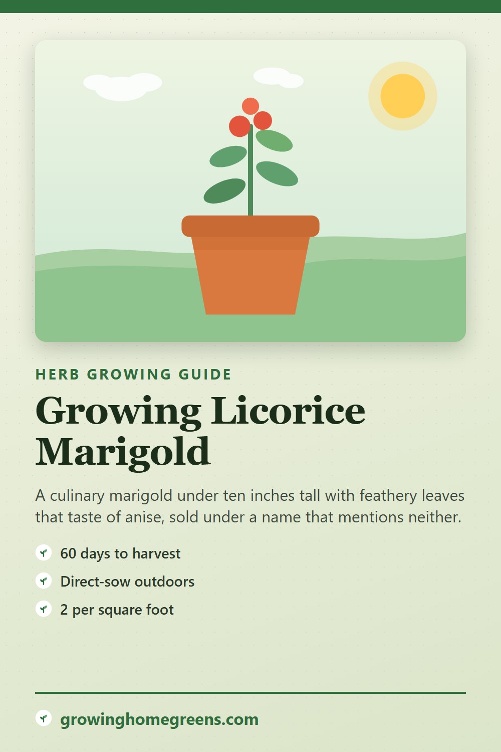 Licorice Marigold: growing guide