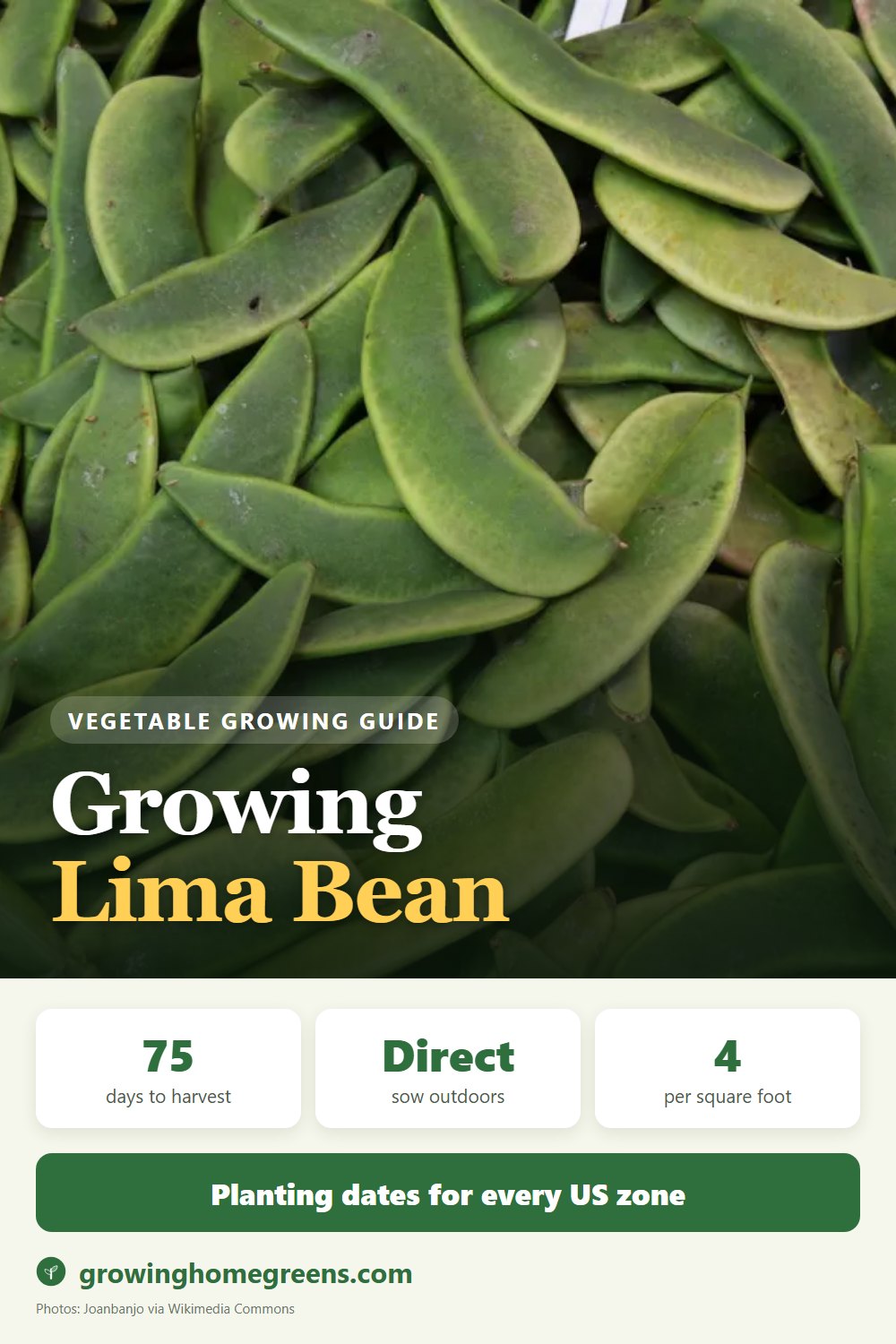 Lima Bean: growing guide