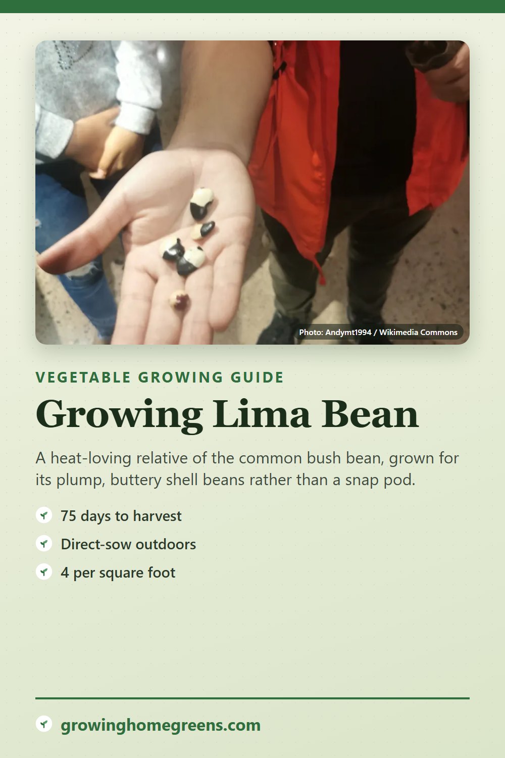 Lima Bean: growing guide