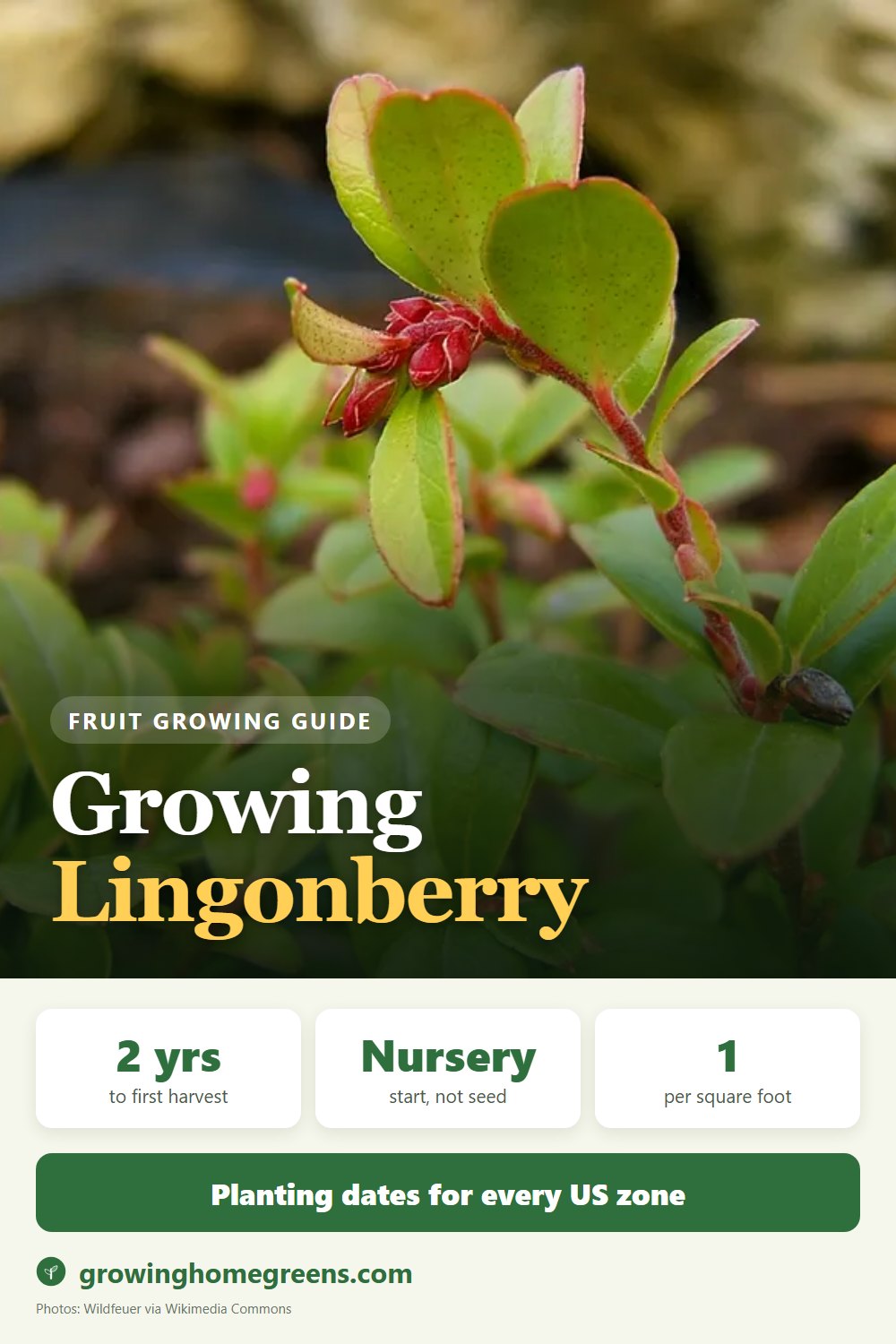 Lingonberry: growing guide