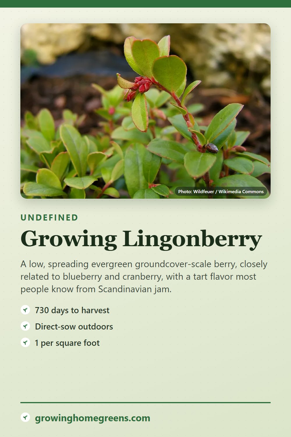 Lingonberry: growing guide