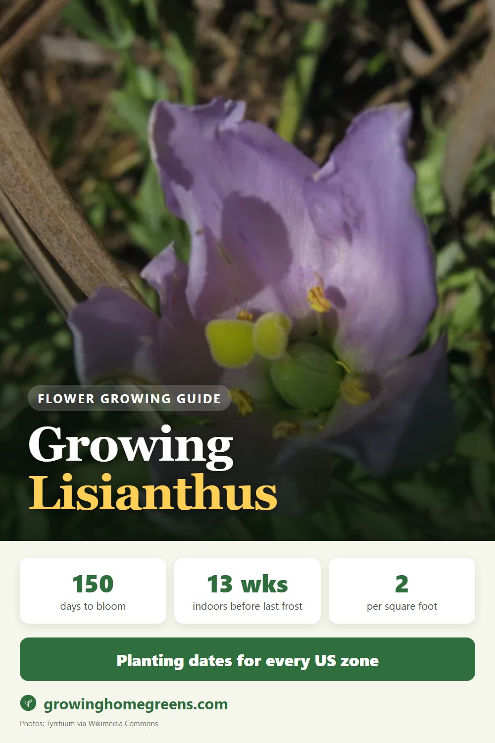 Lisianthus: growing guide