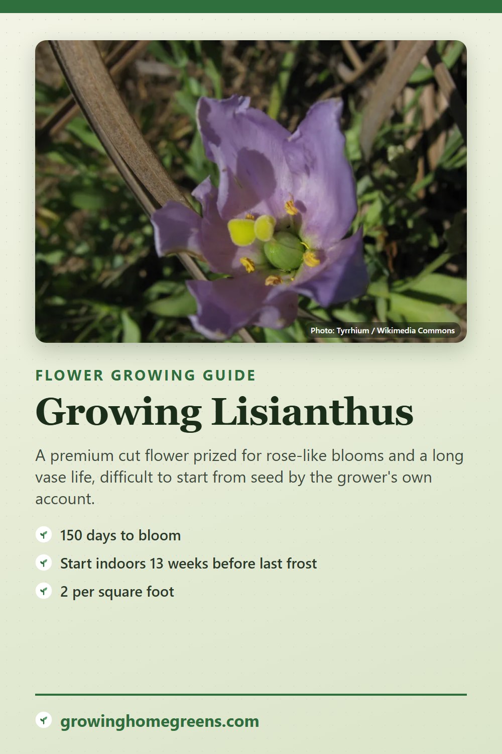 Lisianthus: growing guide