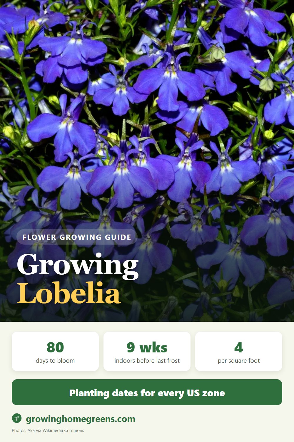 Lobelia: growing guide