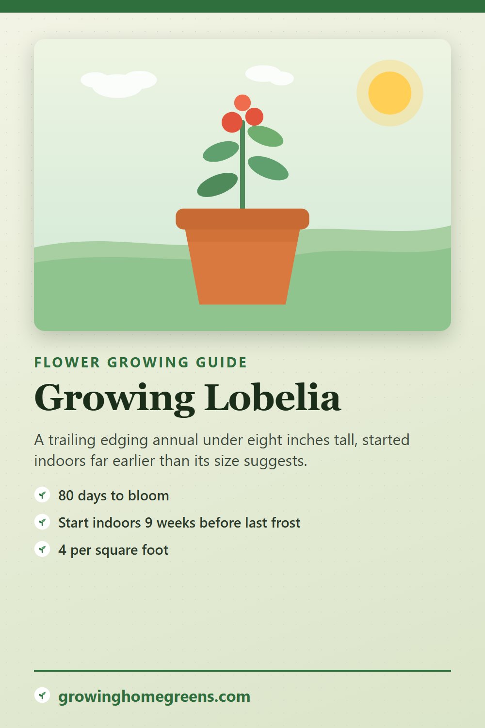 Lobelia: growing guide