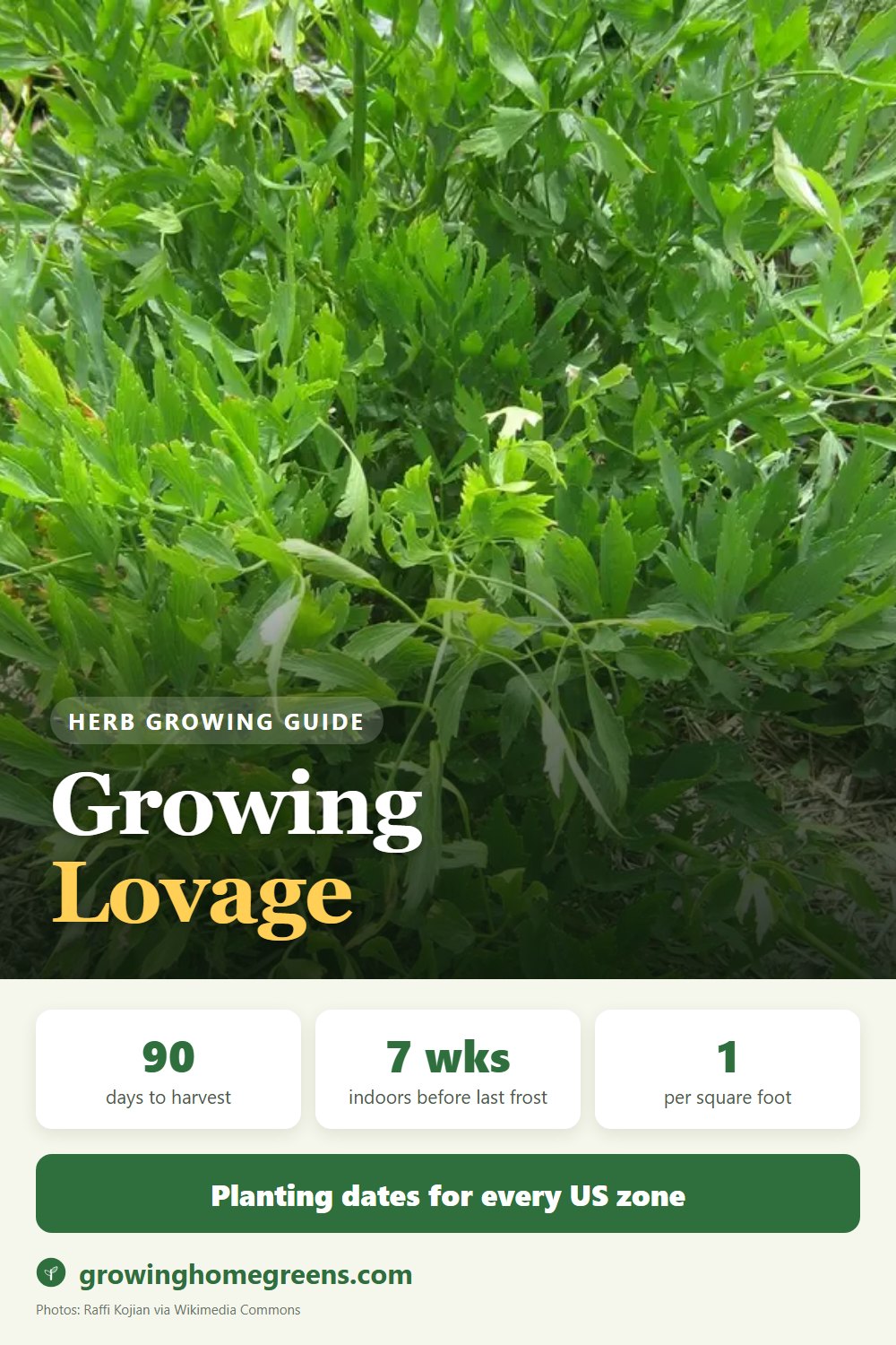 Lovage: growing guide