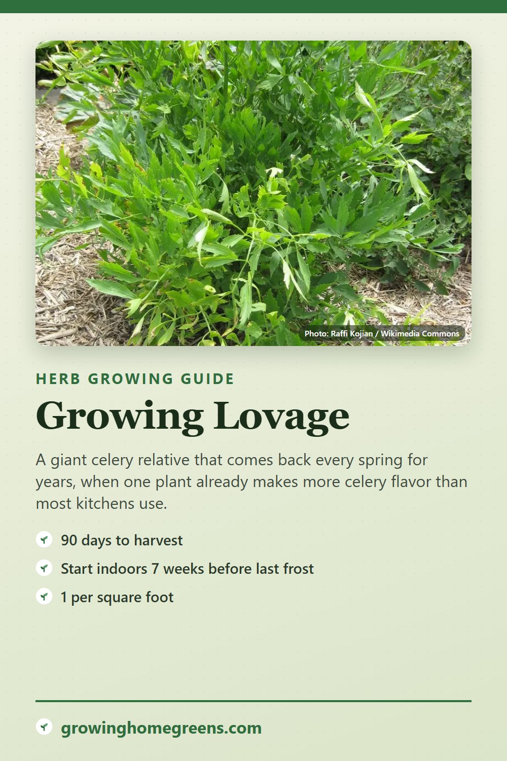 Lovage: growing guide