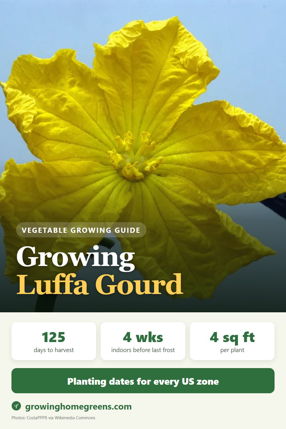 Luffa Gourd: growing guide