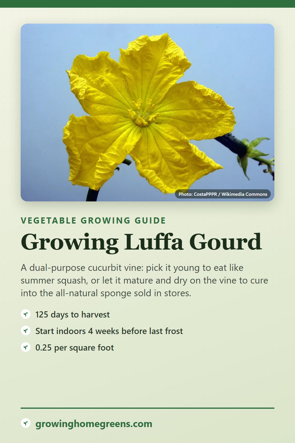 Luffa Gourd: growing guide