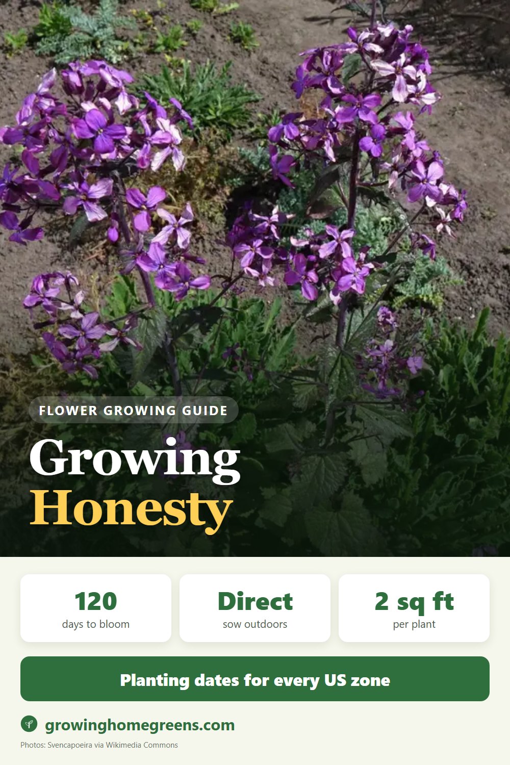Honesty (Lunaria): growing guide