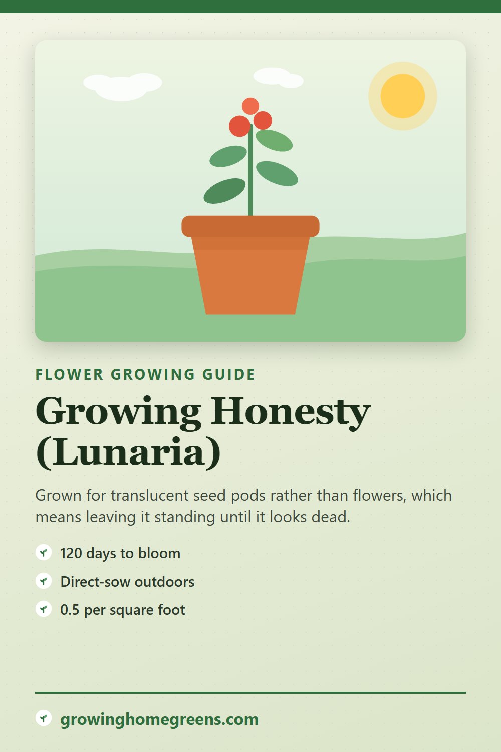 Honesty (Lunaria): growing guide