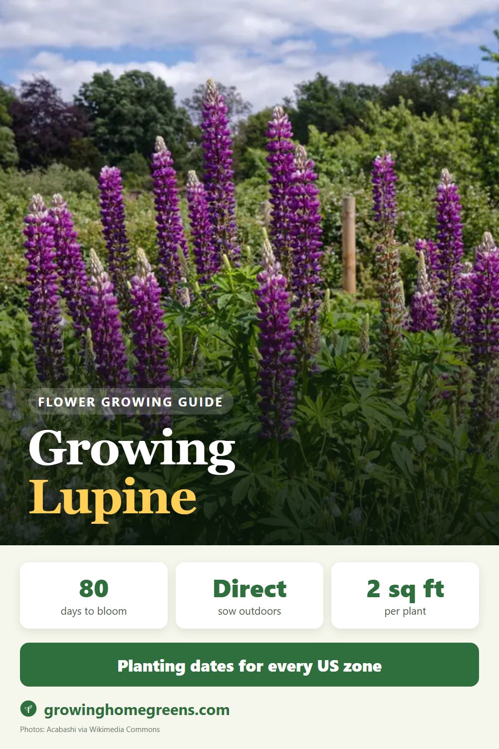 Lupine: growing guide