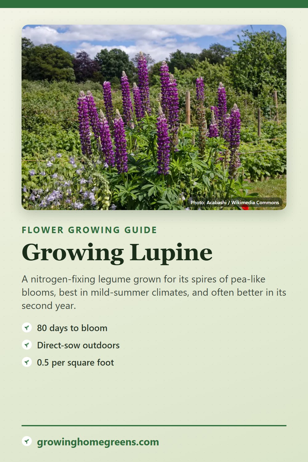 Lupine: growing guide