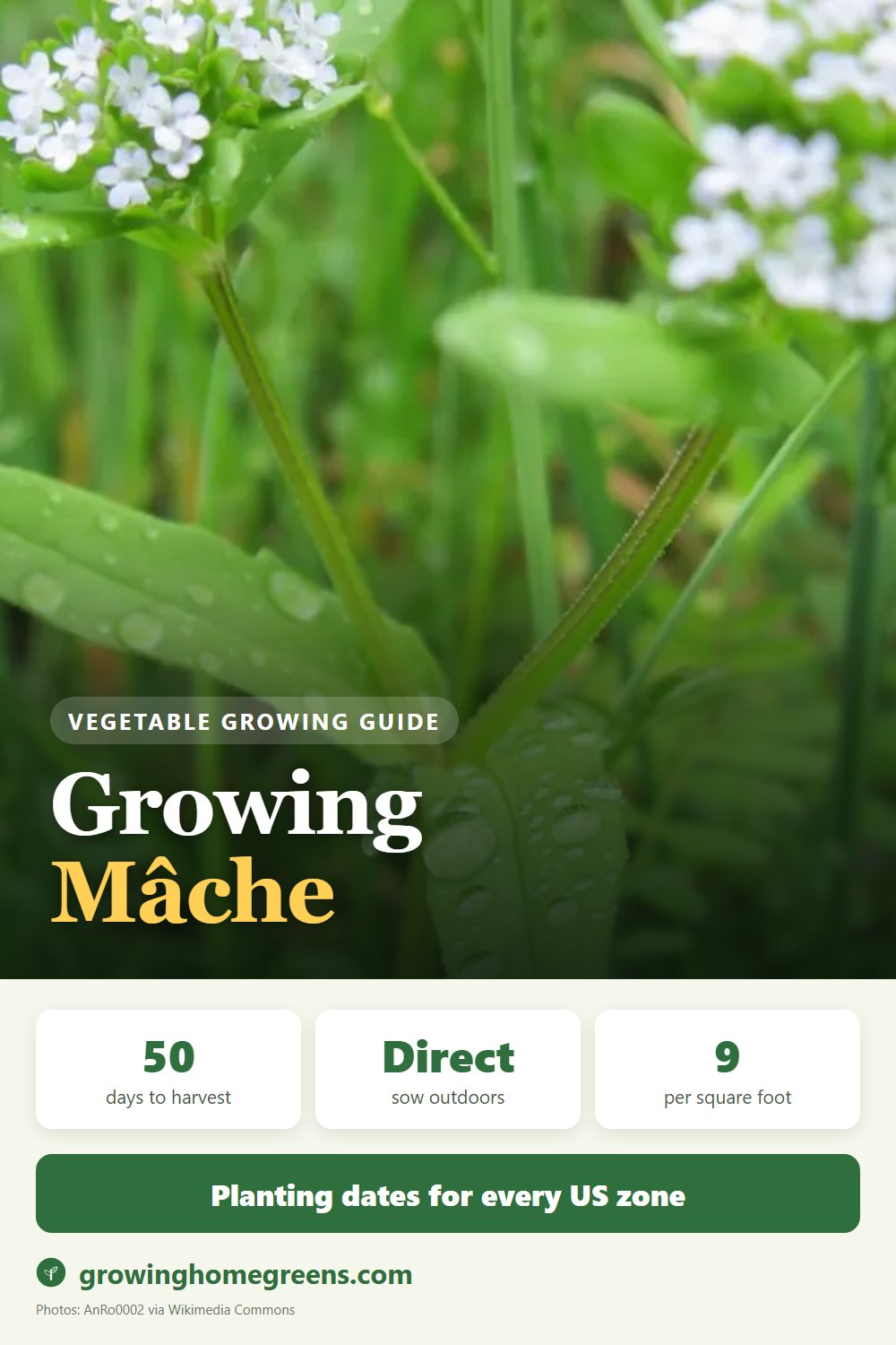 Mâche (Corn Salad): growing guide