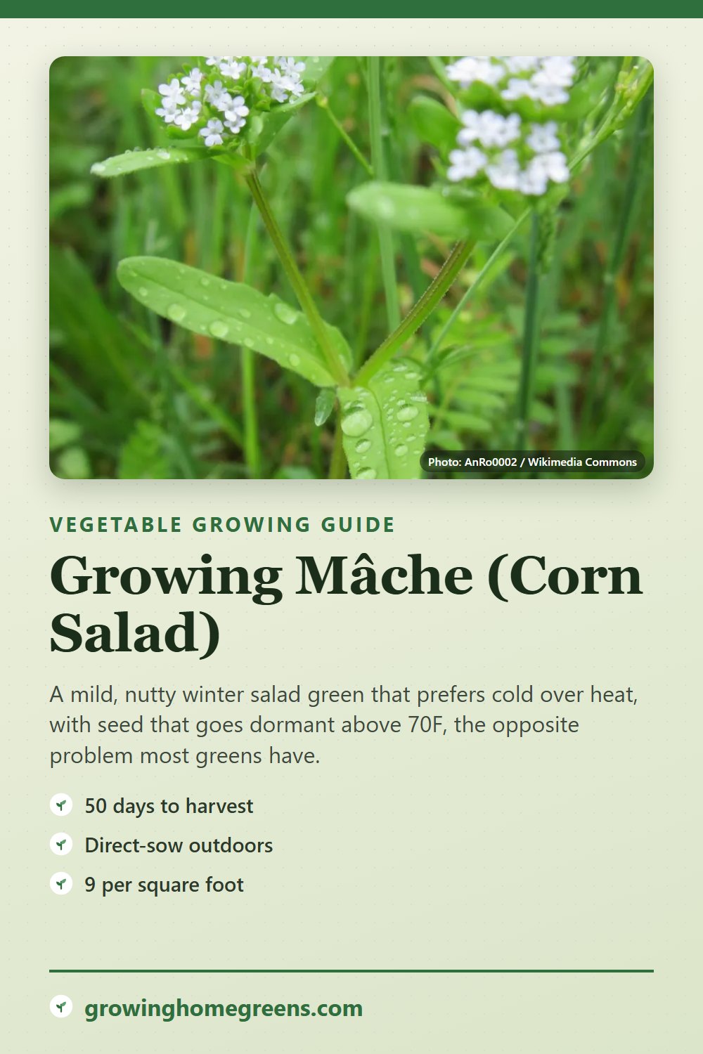 Mâche (Corn Salad): growing guide