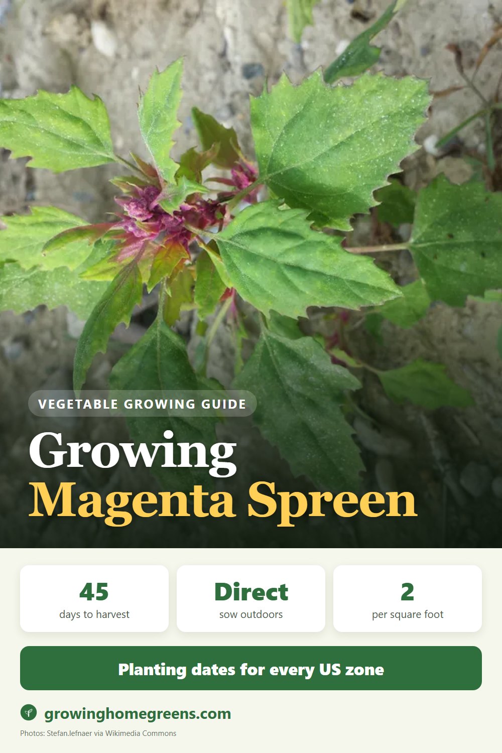 Magenta Spreen: growing guide
