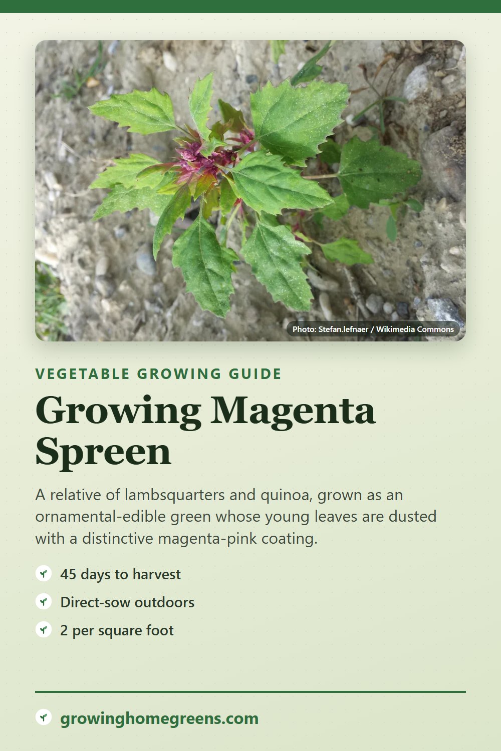 Magenta Spreen: growing guide
