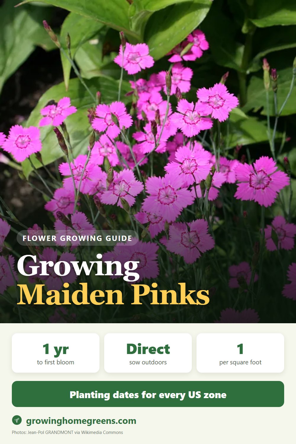 Maiden Pinks: growing guide