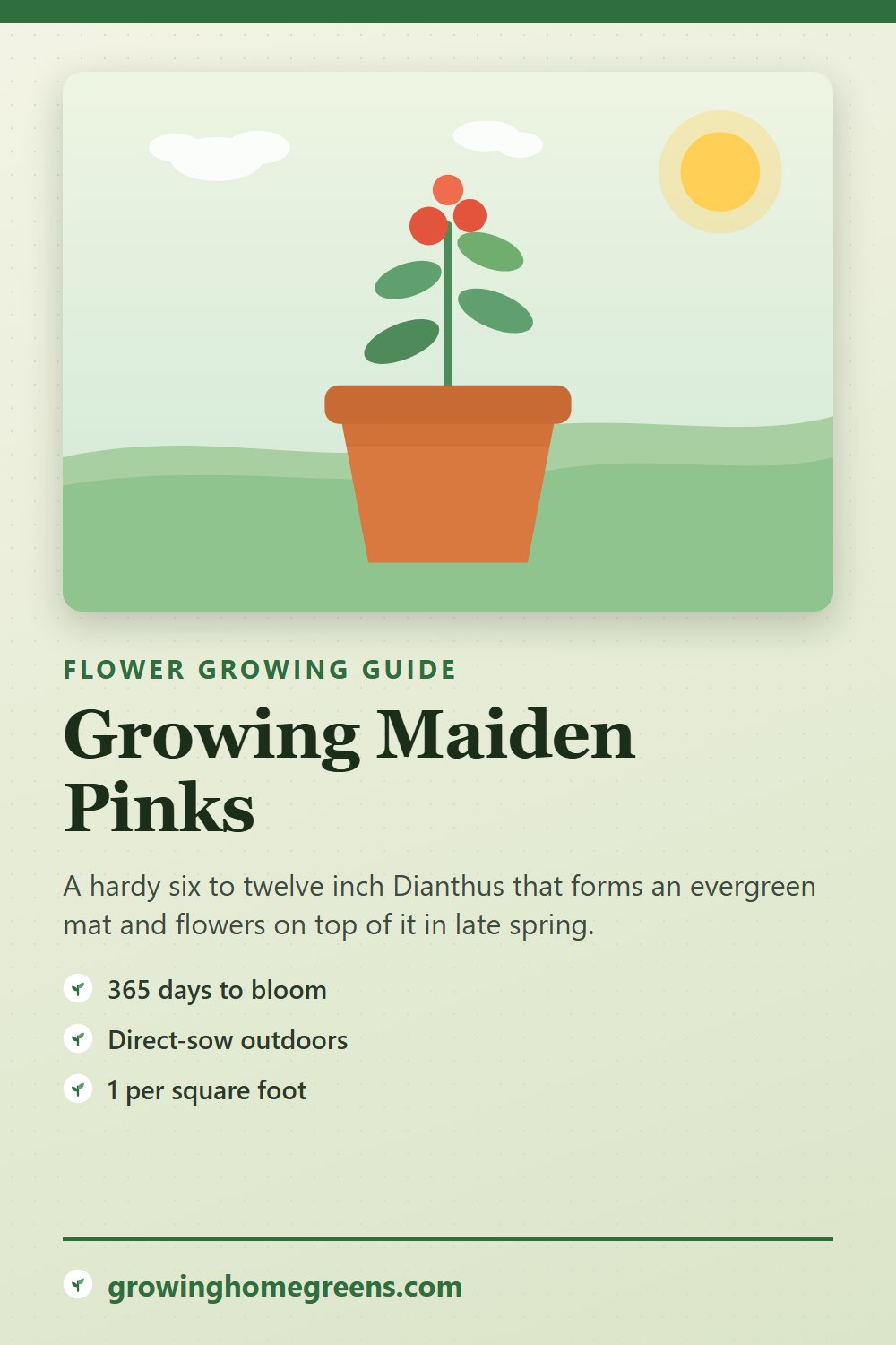 Maiden Pinks: growing guide