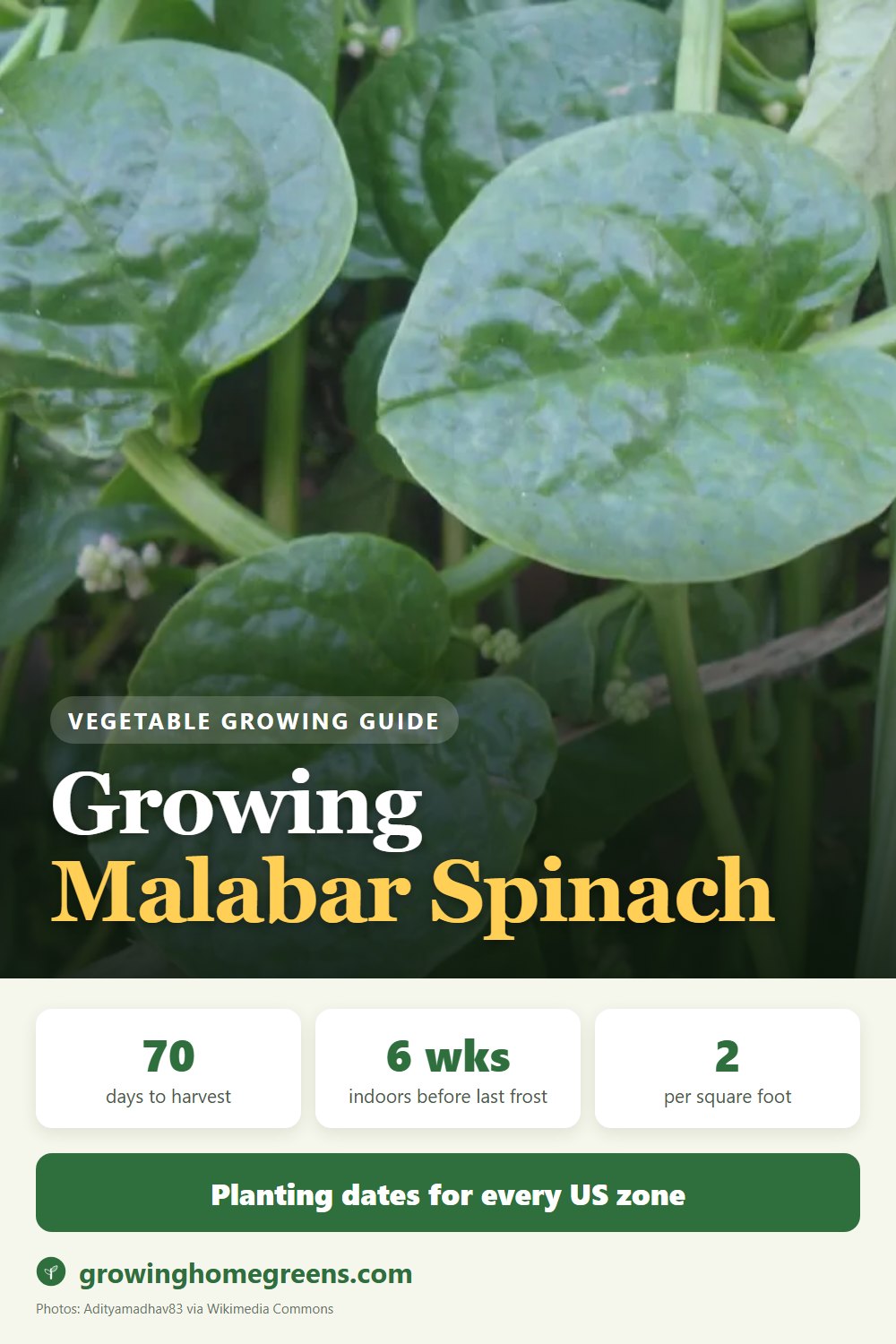 Malabar Spinach: growing guide