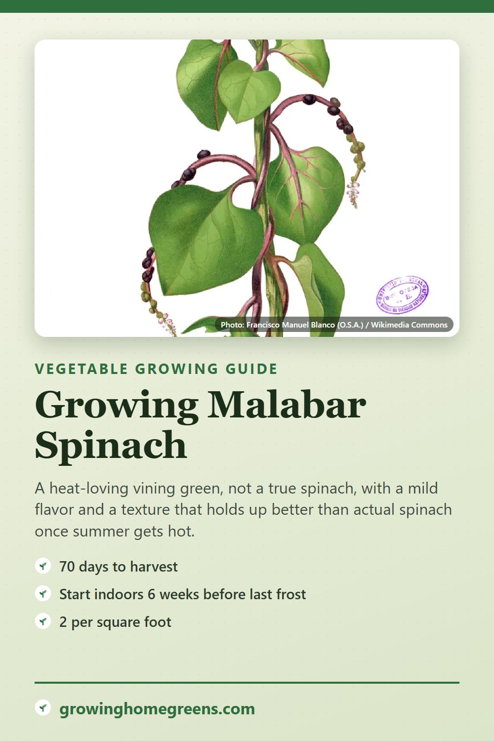 Malabar Spinach: growing guide