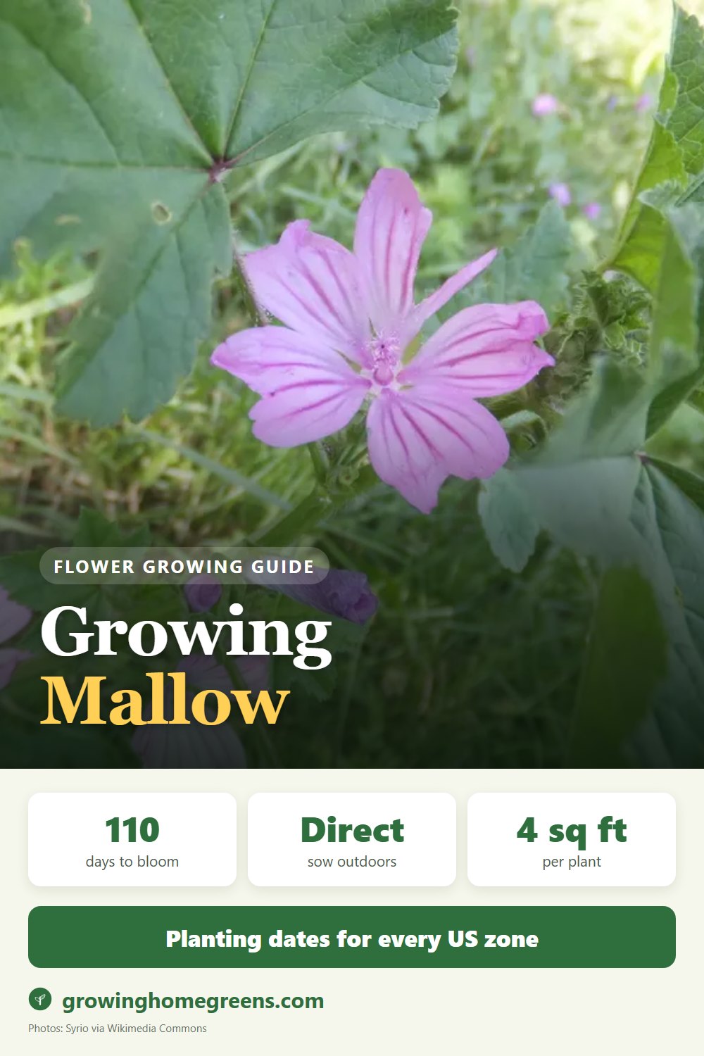 Mallow (High Mallow): growing guide