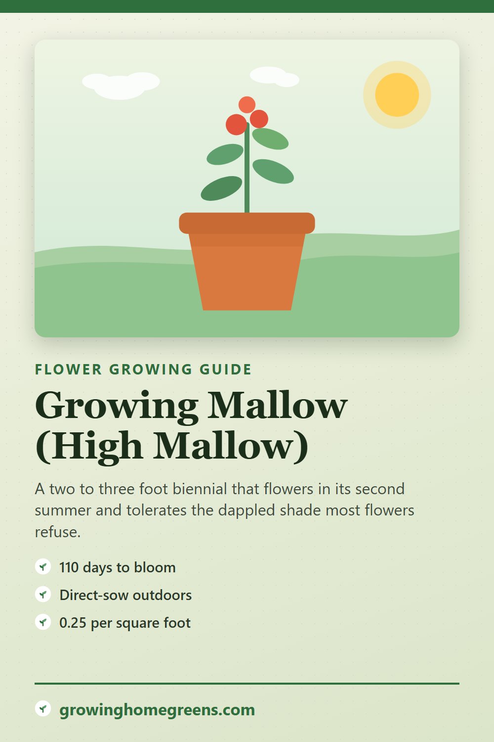 Mallow (High Mallow): growing guide