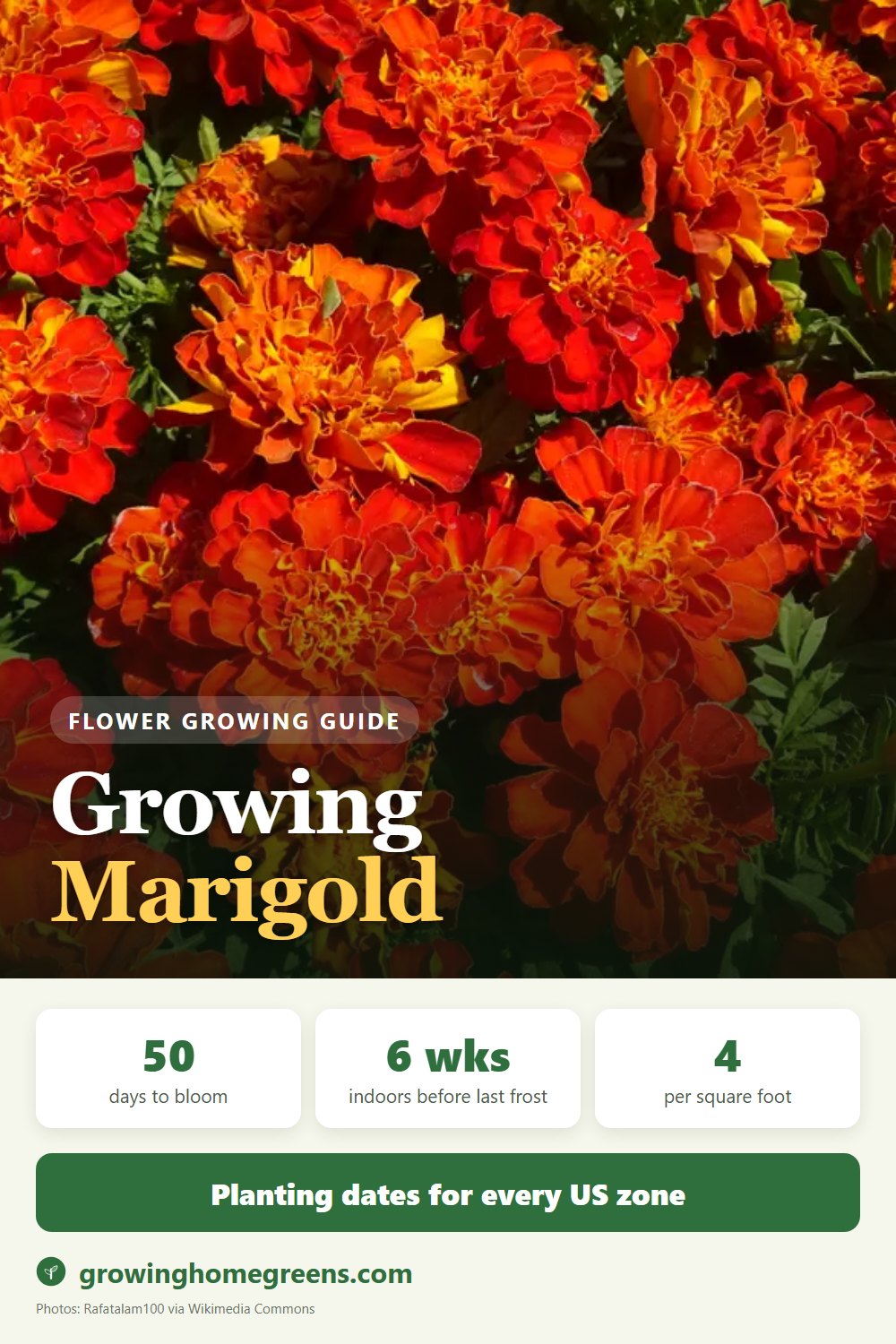 Marigold: growing guide