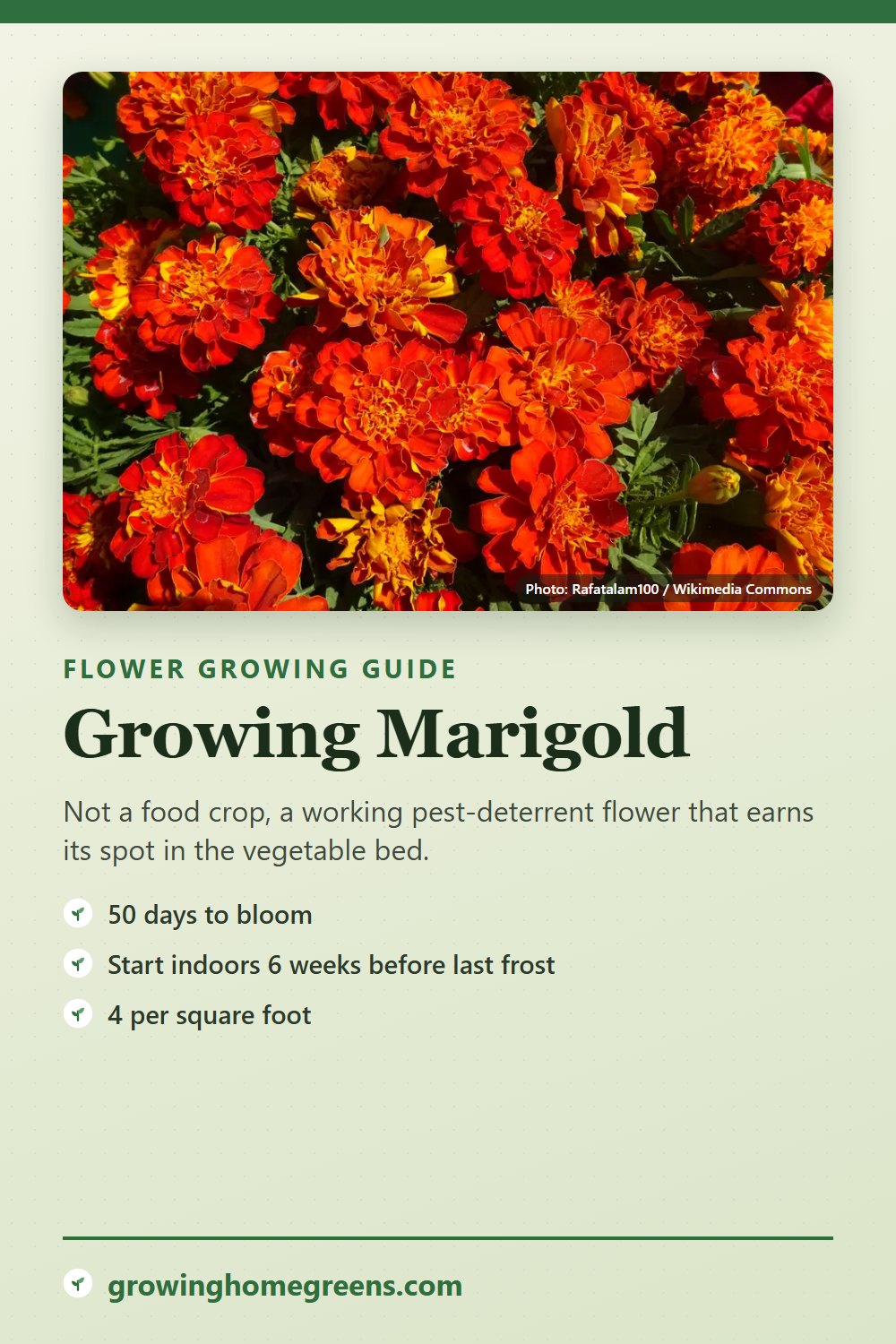 Marigold: growing guide