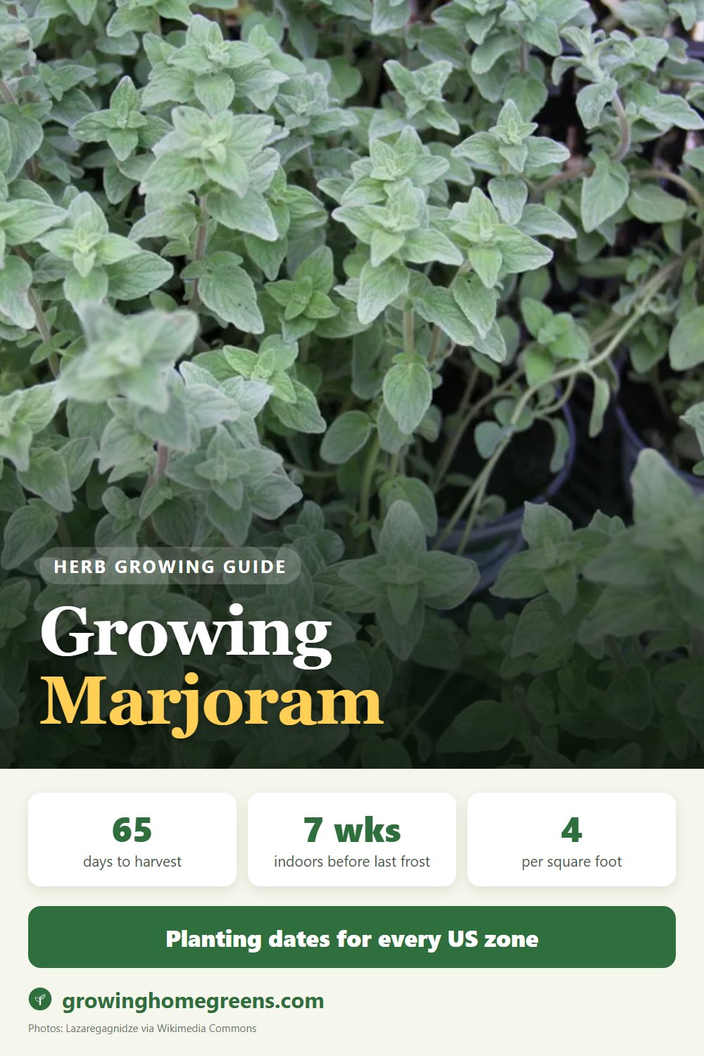 Growing Marjoram (Sweet) in USDA zone 10b