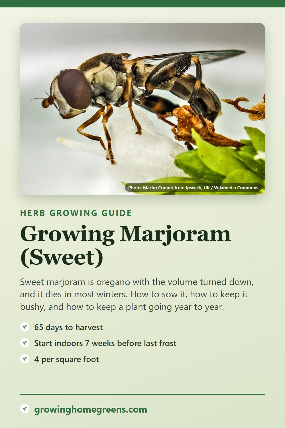 Marjoram (Sweet): growing guide
