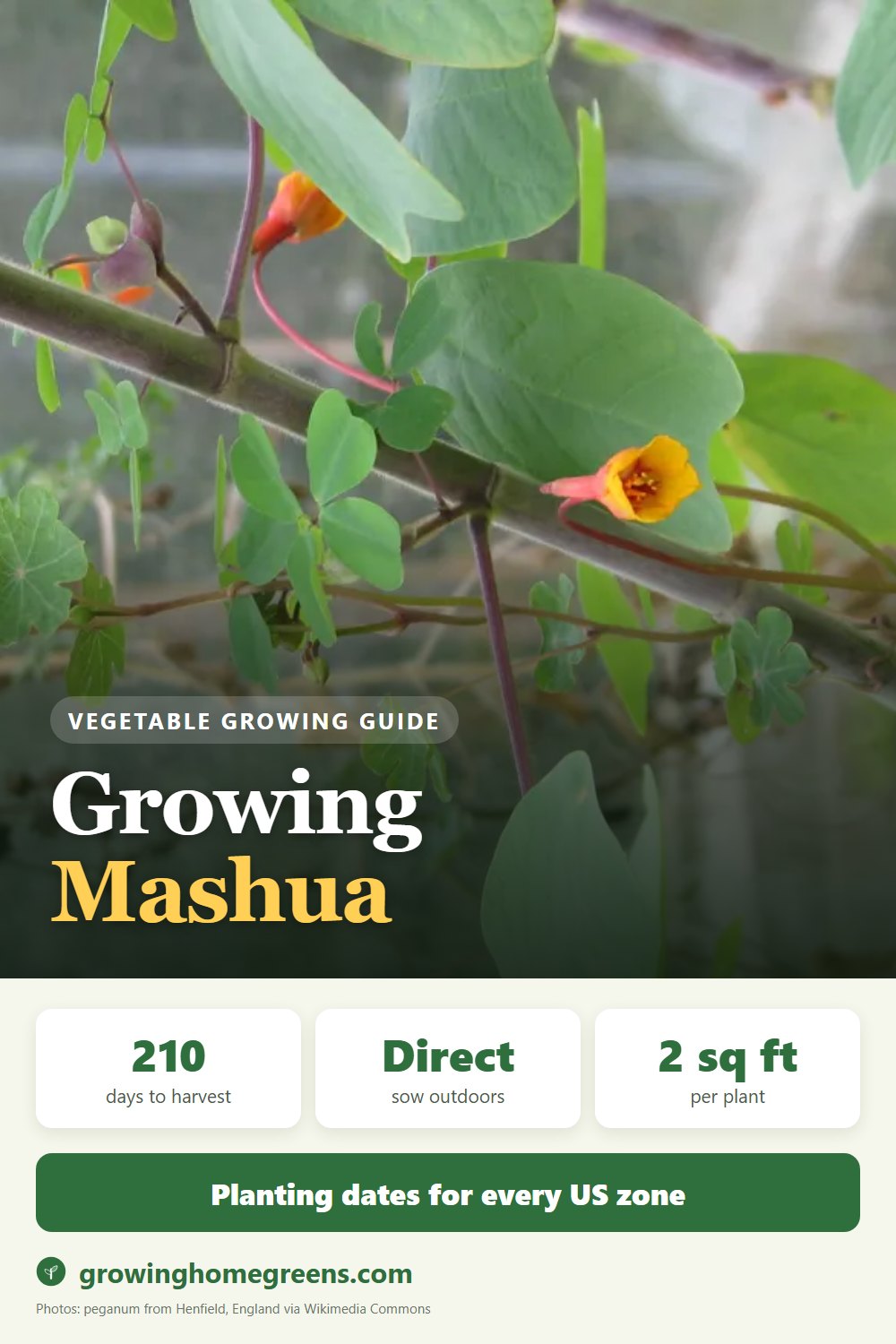 Mashua: growing guide
