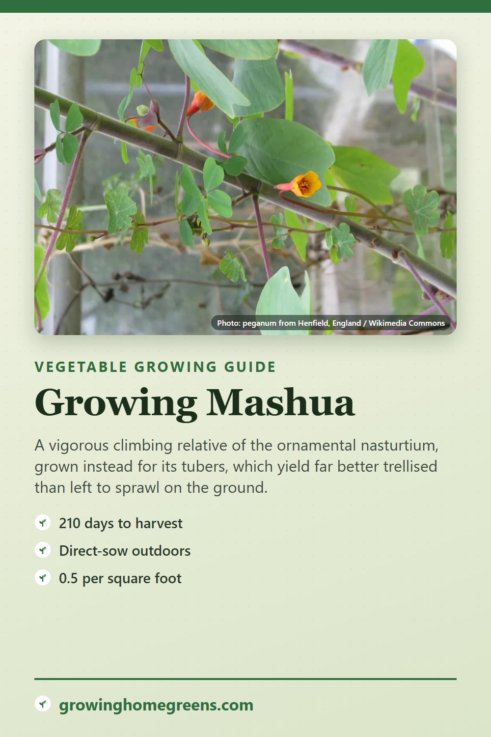 Mashua: growing guide