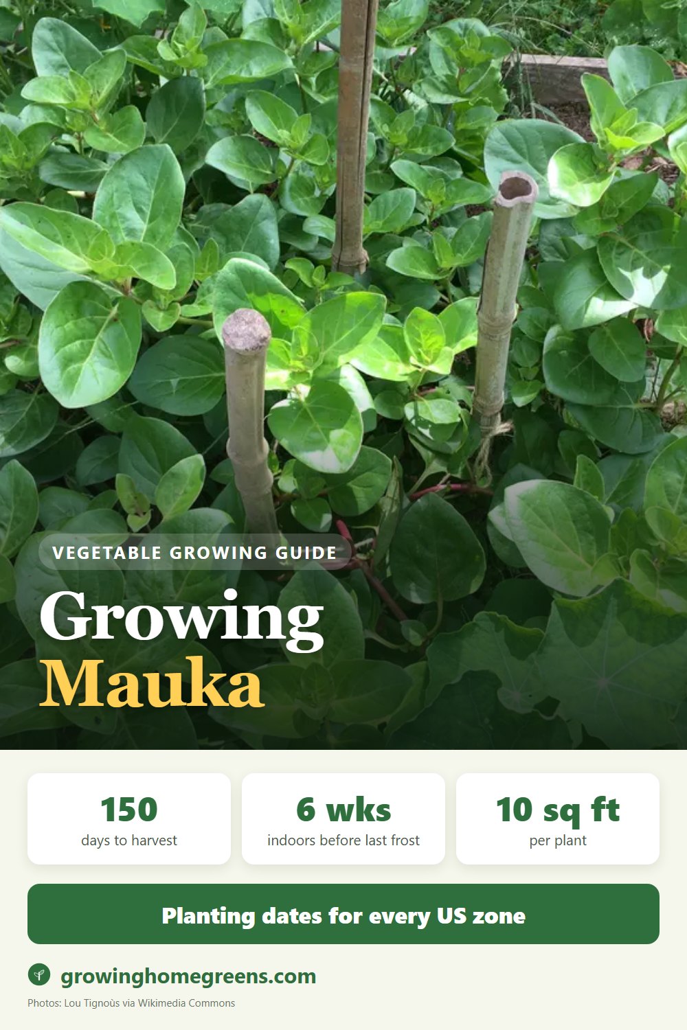 Mauka: growing guide