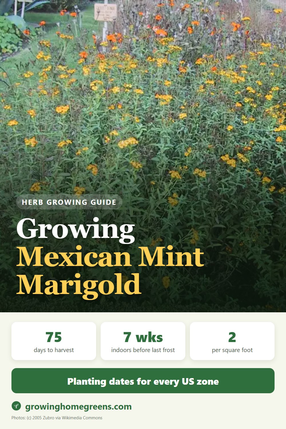 Mexican Mint Marigold: growing guide