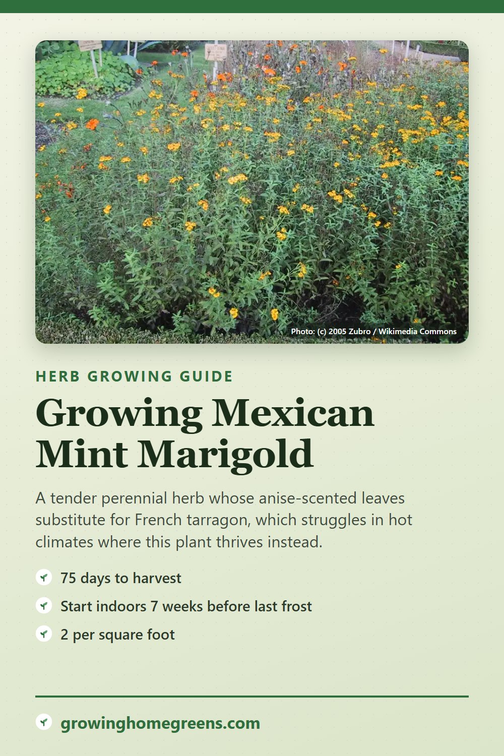 Mexican Mint Marigold: growing guide