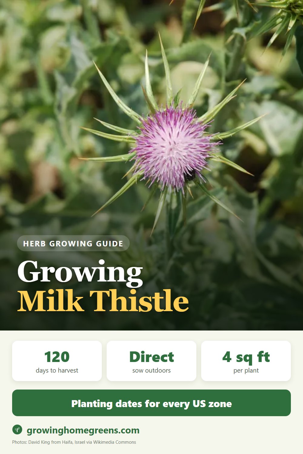 Milk Thistle: growing guide