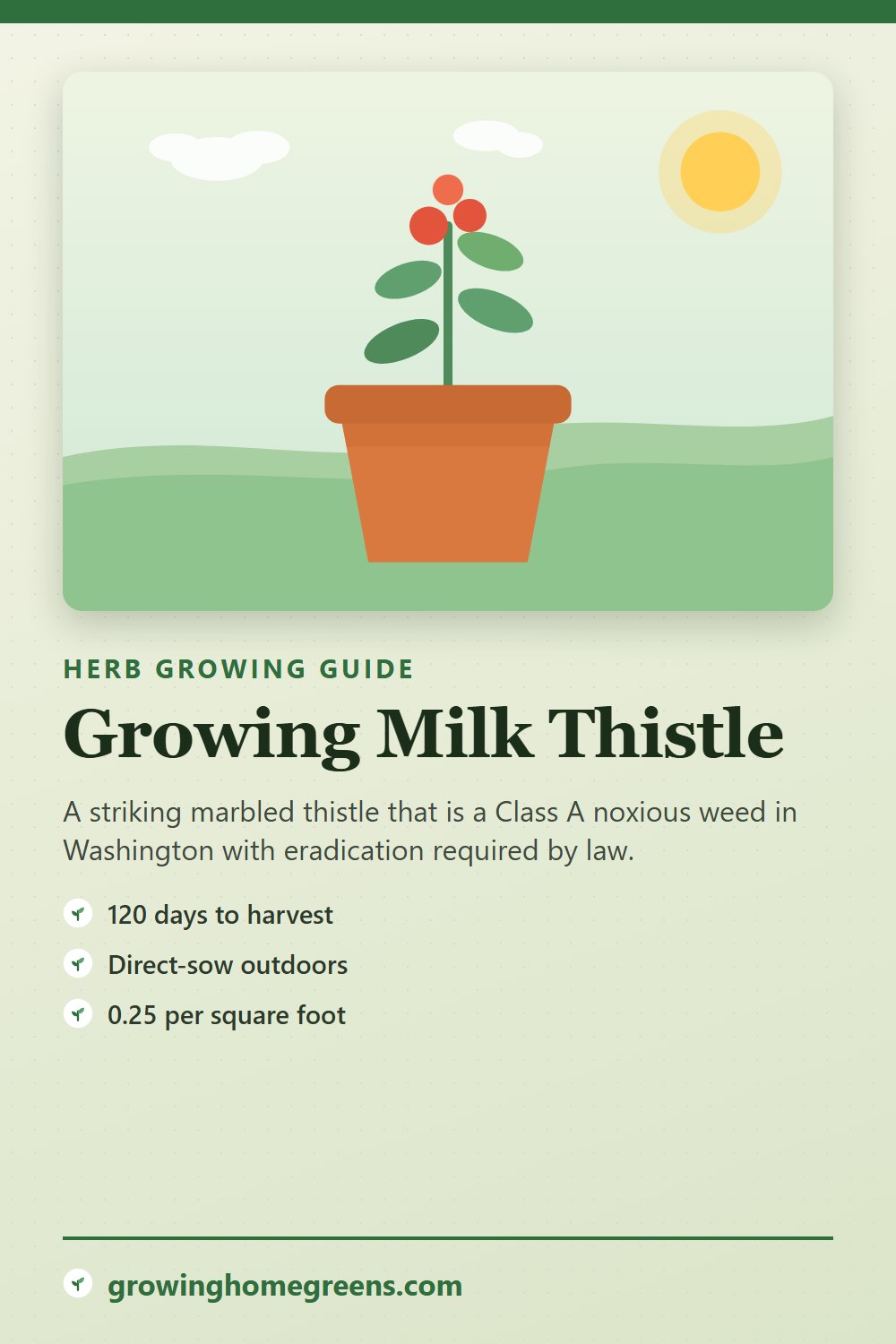 Milk Thistle: growing guide