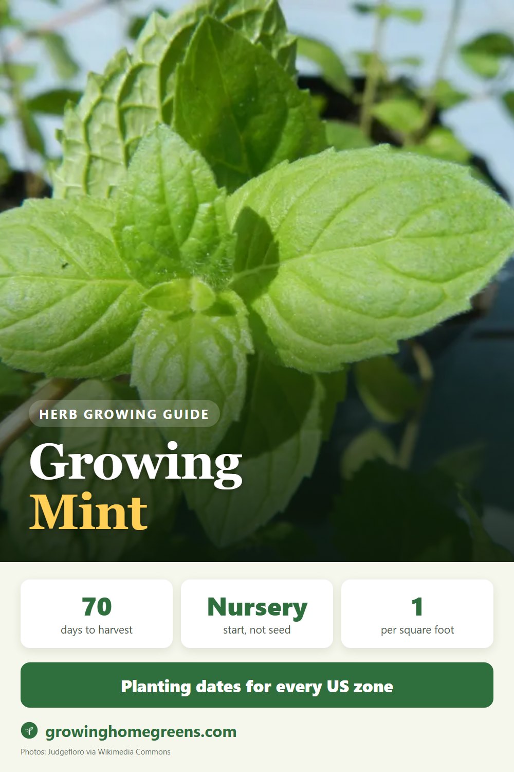 Growing Mint (Spearmint) in USDA zone 10b