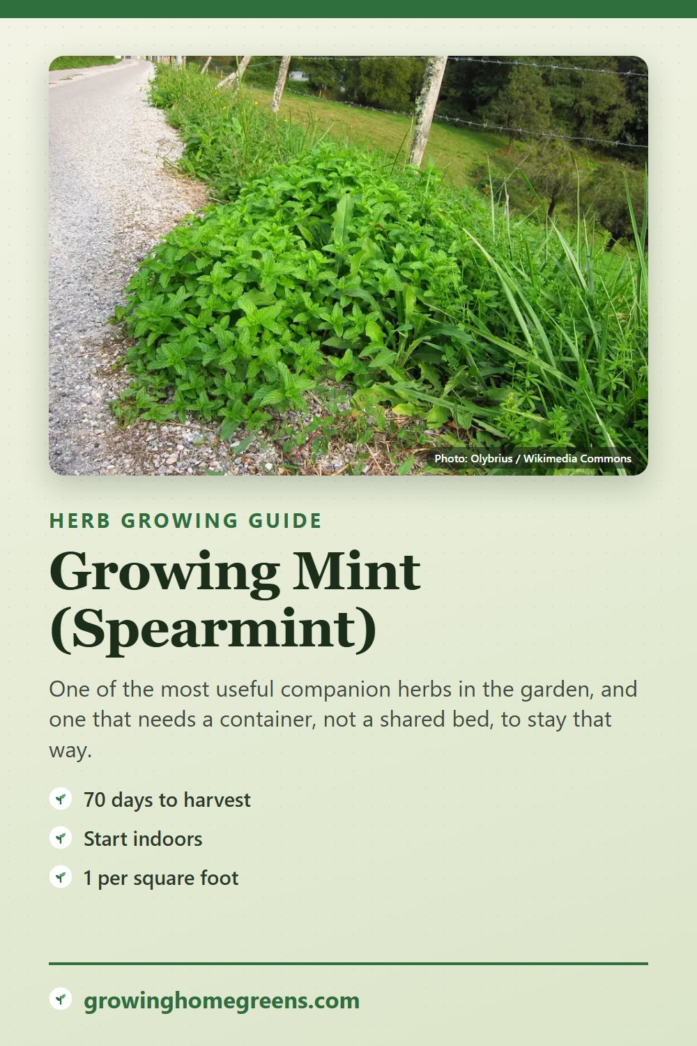 Mint (Spearmint): growing guide