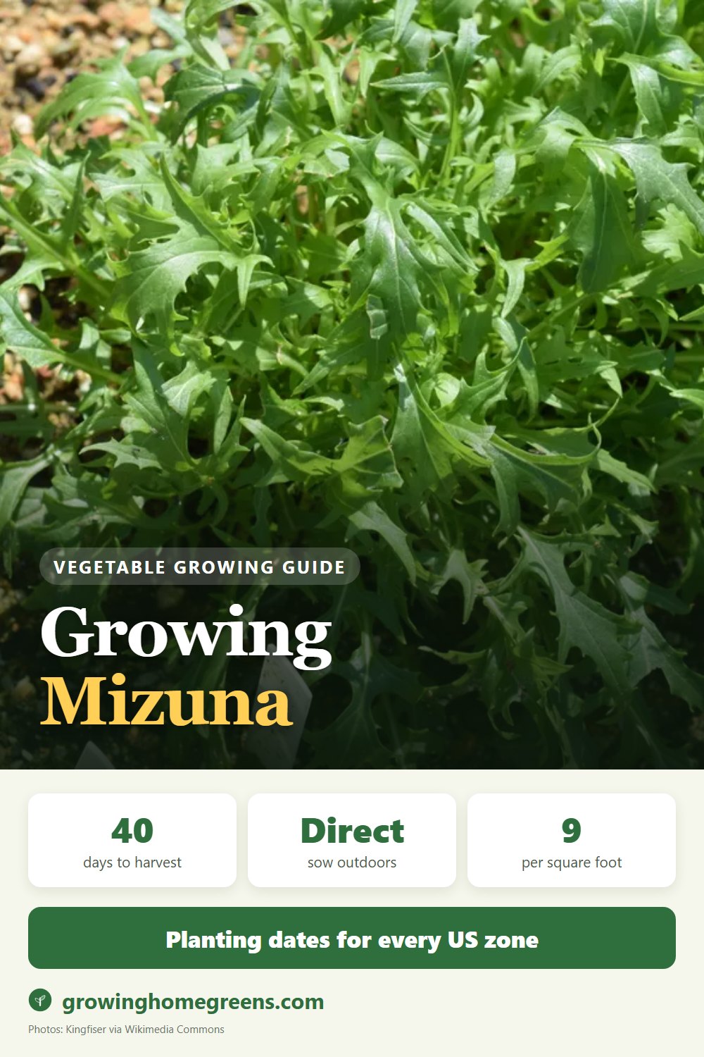 Mizuna: growing guide