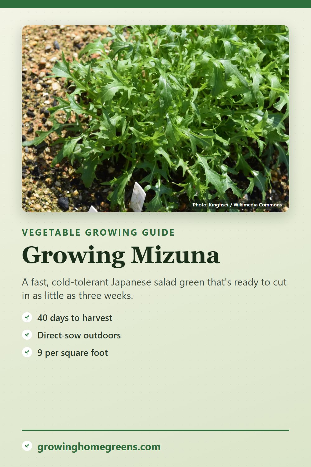 Mizuna: growing guide