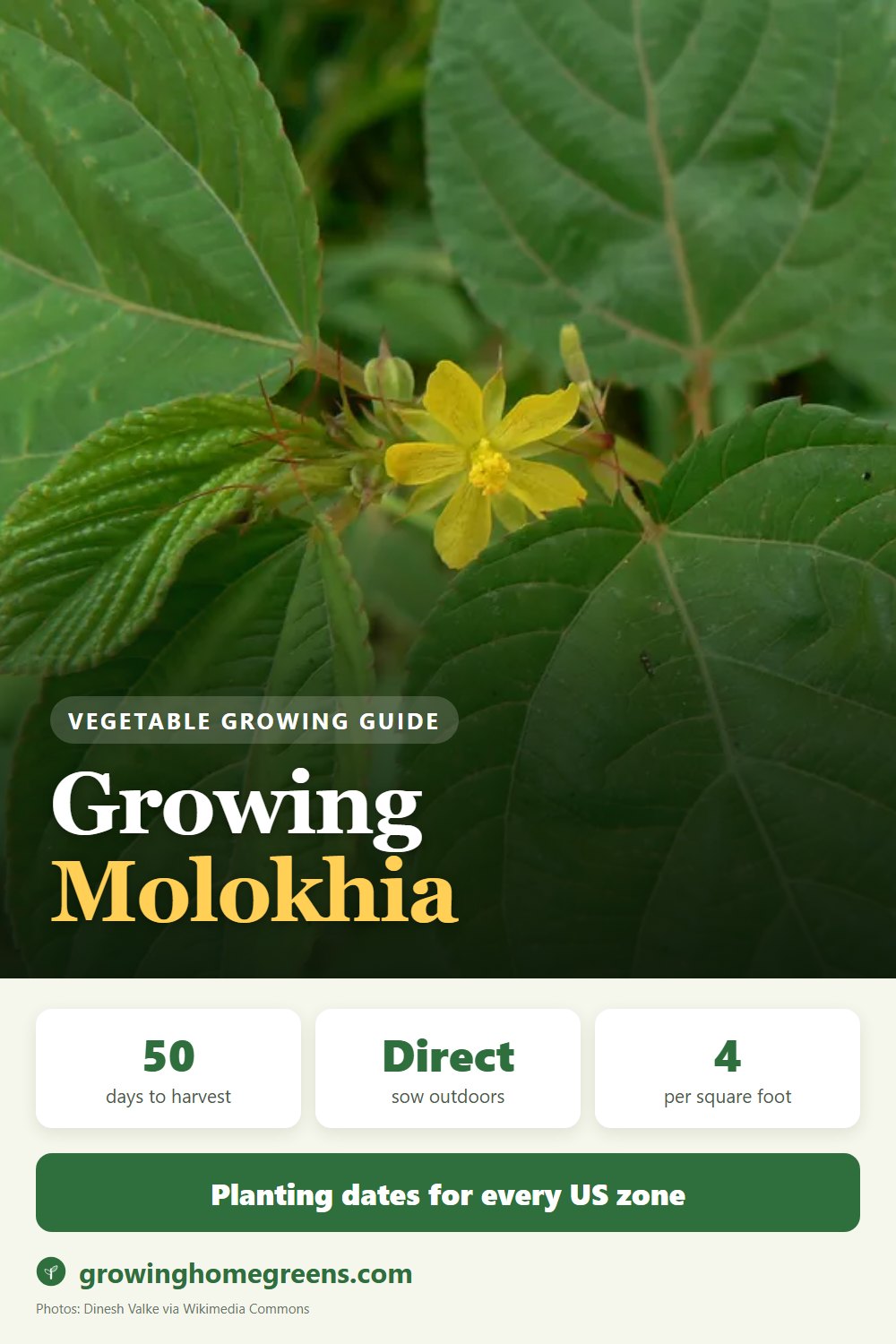 Molokhia (Egyptian Spinach): growing guide