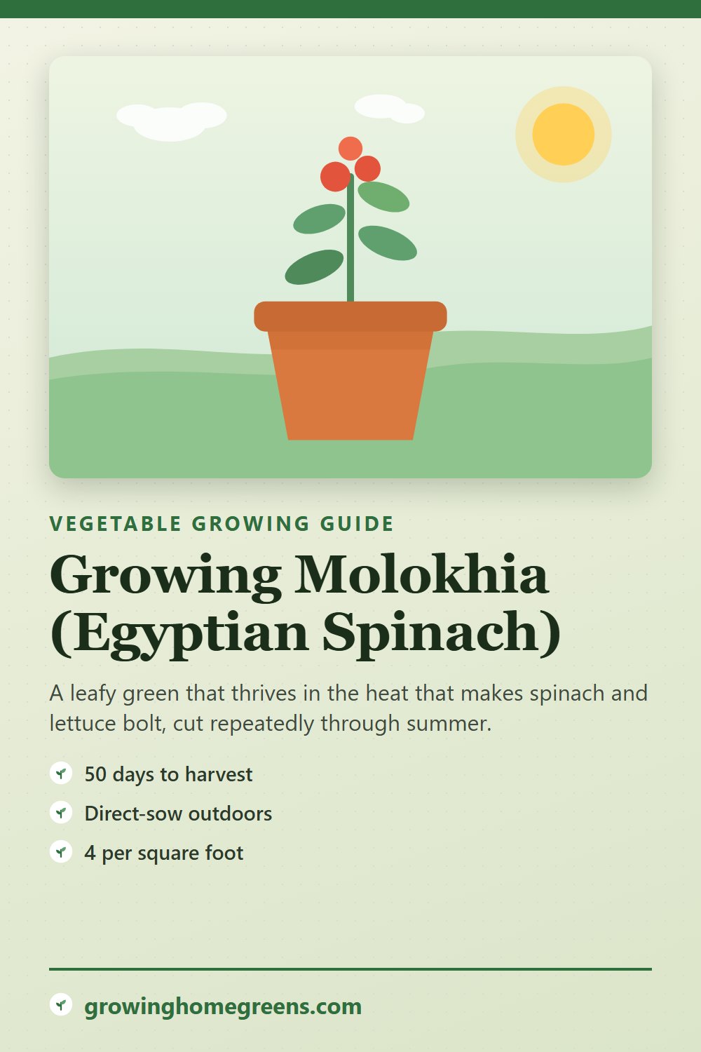Molokhia (Egyptian Spinach): growing guide