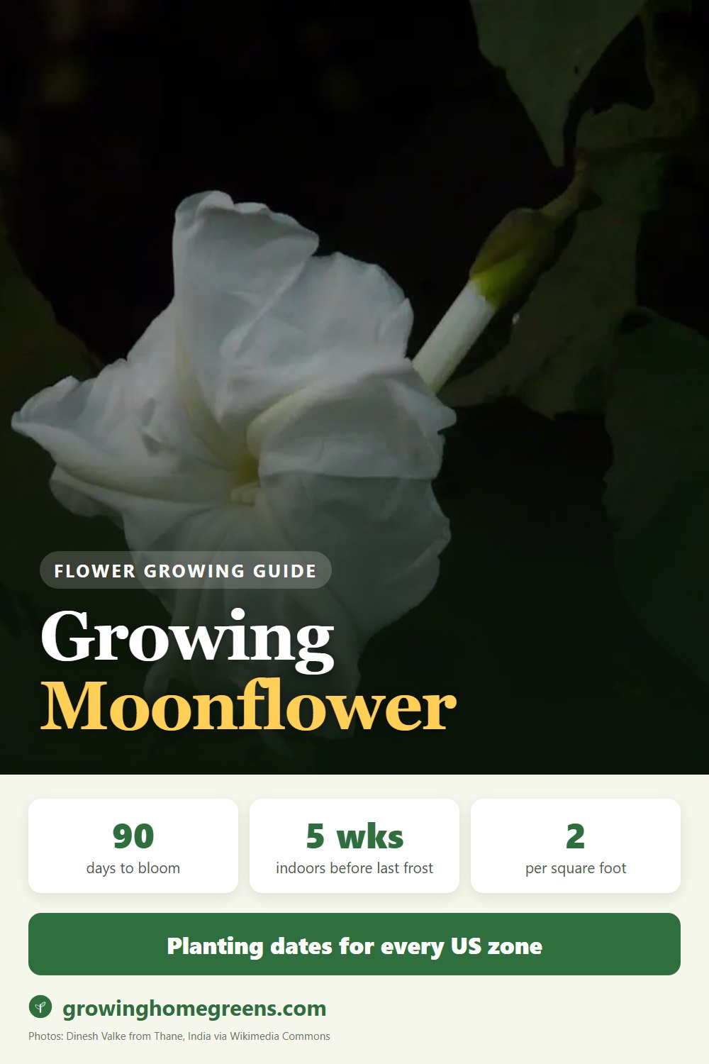 Moonflower: growing guide