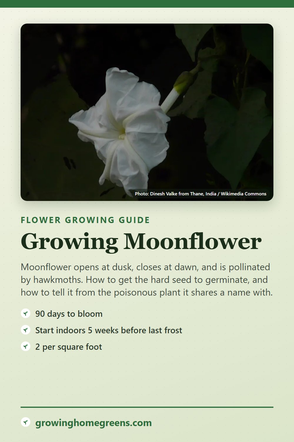 Moonflower: growing guide