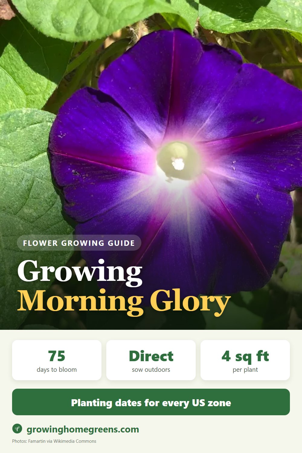 Morning Glory: growing guide