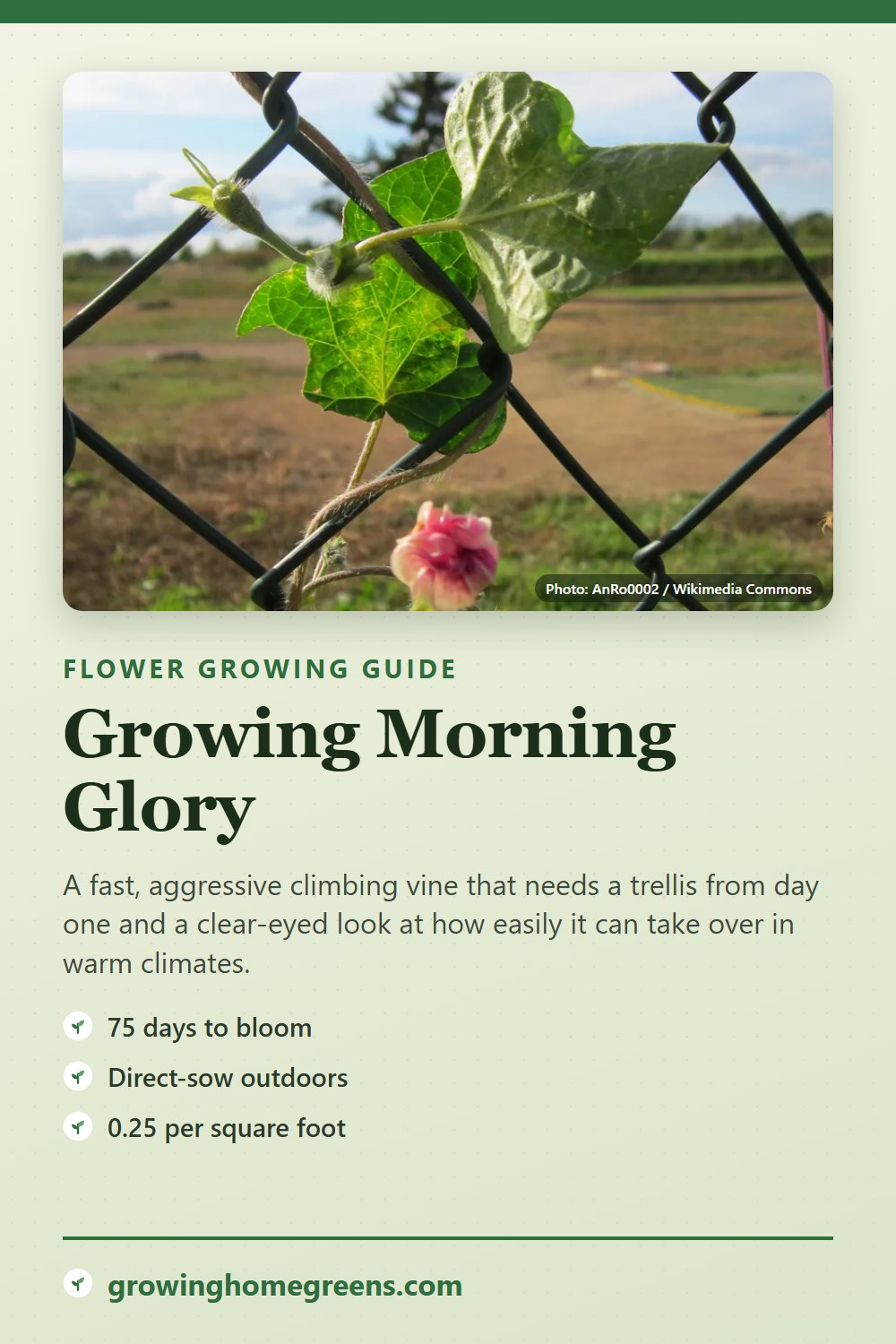 Morning Glory: growing guide