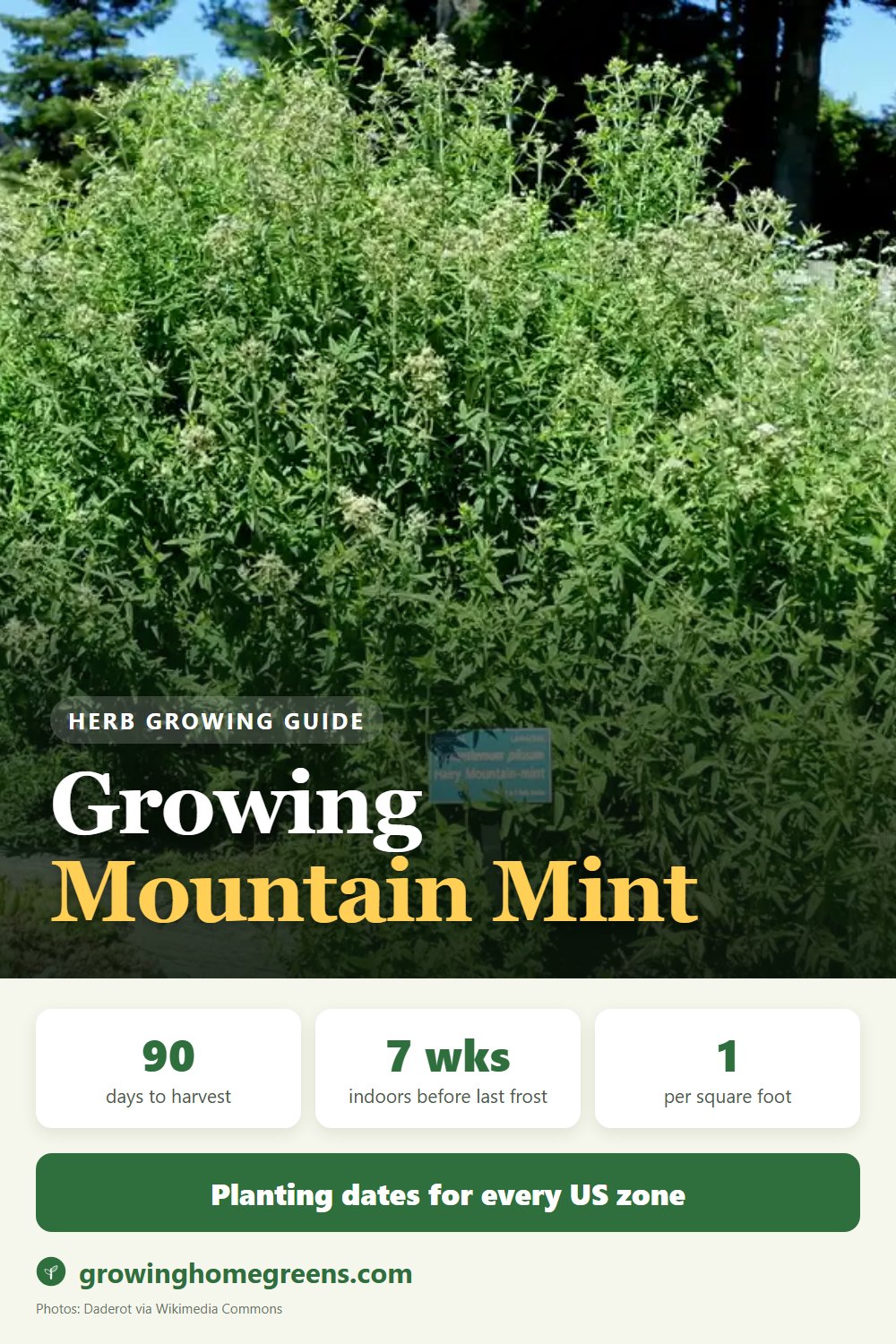 Mountain Mint: growing guide